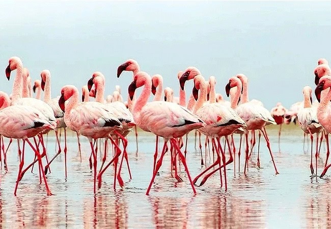 Kimana Sanctuary | Amboseli National Park | Wildlife & Activities