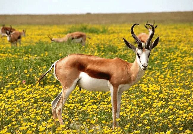 Kimana Sanctuary | Amboseli National Park | Wildlife & Activities