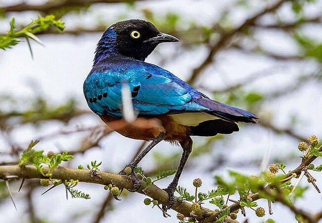 Kimana Sanctuary | Amboseli National Park | Wildlife & Activities