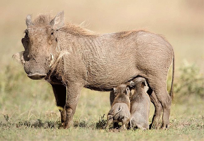 Kimana Sanctuary | Amboseli National Park | Wildlife & Activities