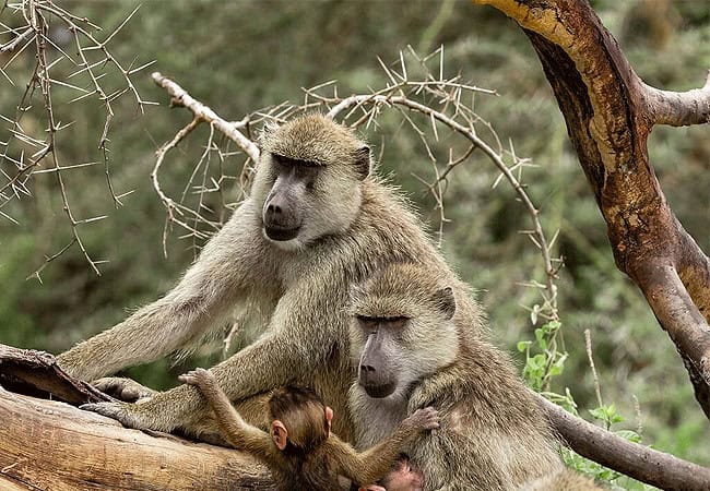 Kimana Sanctuary | Amboseli National Park | Wildlife & Activities