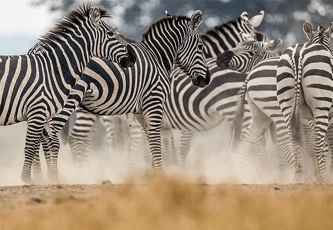 Kimana Sanctuary | Amboseli National Park | Wildlife & Activities