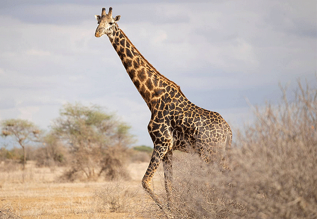 selenkay-conservancy-amboseli-national-park-kenya-safari-masai-giraffe-is-also-called-the-kilimanjaro-giraffe Selenkay Conservancy Amboseli National Park Kenya Safari