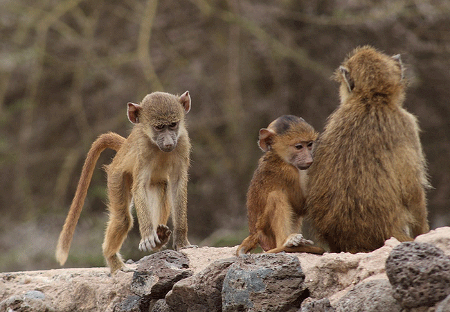 selenkay-conservancy-amboseli-national-park-kenya-safari-olive-baboon Selenkay Conservancy Amboseli National Park Kenya Safari