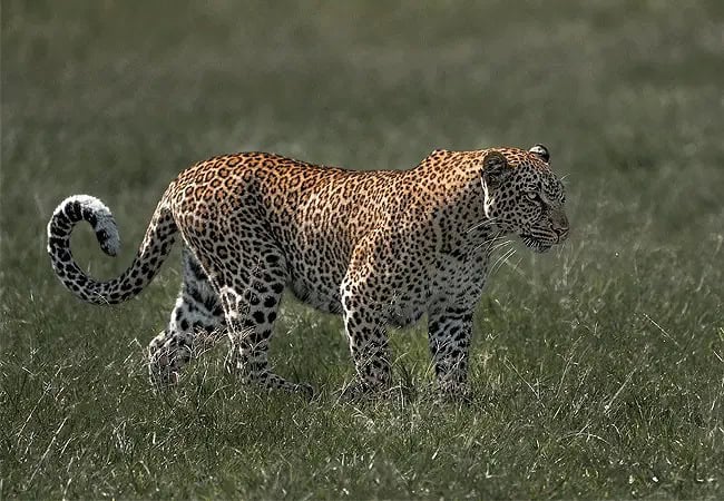 pristine-mara-bay-lodge-masai-mara-leopard-walking Pristine Mara Bay Lodge