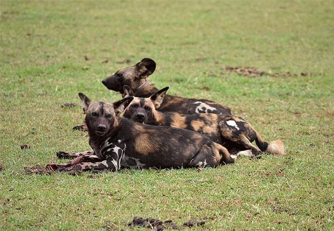 pristine-mara-bay-lodge-masai-mara-national-reserve-african-wild-dogs Pristine Mara Bay Lodge