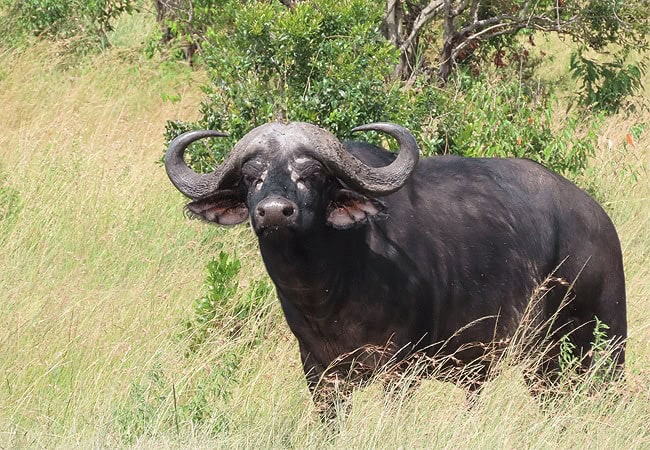 pristine-mara-bay-lodge-masai-mara-national-reserve-buffalo Pristine Mara Bay Lodge