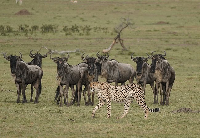 pristine-mara-bay-lodge-masai-mara-national-reserve-cheetah-wilderbeeste Pristine Mara Bay Lodge