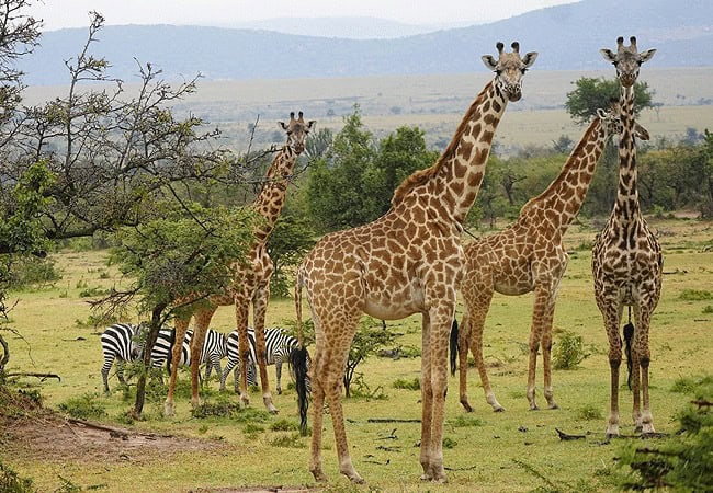 pristine-mara-bay-lodge-masai-mara-national-reserve-giraffes Pristine Mara Bay Lodge