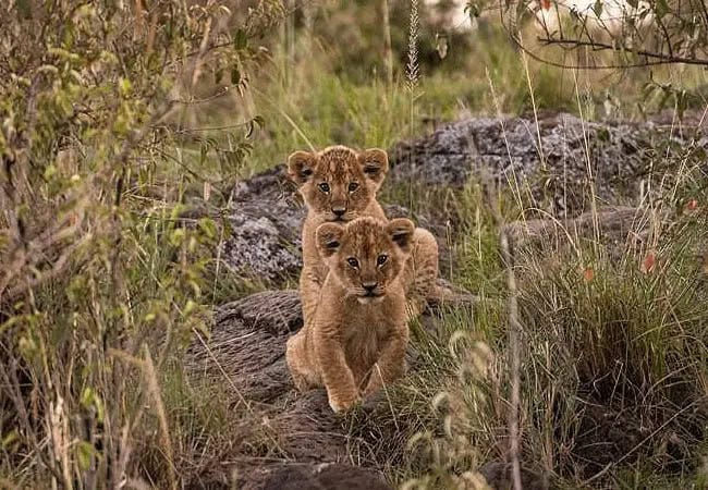 pristine-mara-bay-lodge-masai-mara-national-reserve-lion-cubs Pristine Mara Bay Lodge