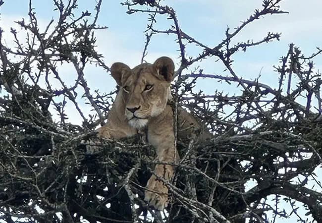 pristine-mara-bay-lodge-masai-mara-national-reserve-lions-in-a-tree Pristine Mara Bay Lodge