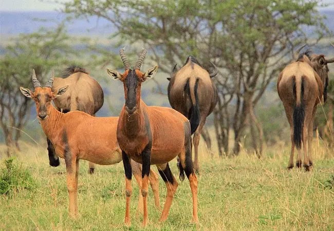 pristine-mara-bay-lodge-masai-mara-national-reserve-topi-antelope Pristine Mara Bay Lodge