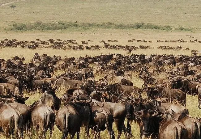 pristine-mara-bay-lodge-masai-mara-national-reserve-wildebeest-migration Pristine Mara Bay Lodge