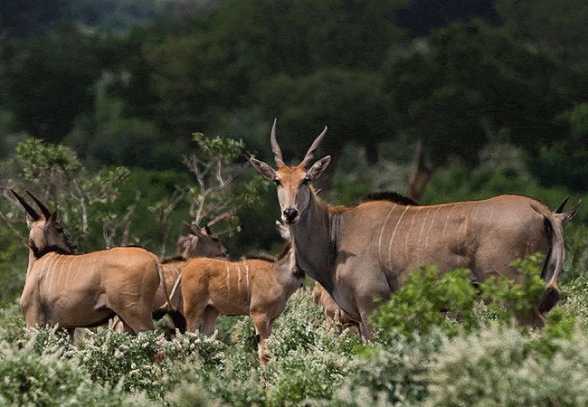 Pristine Mara Bay Lodge