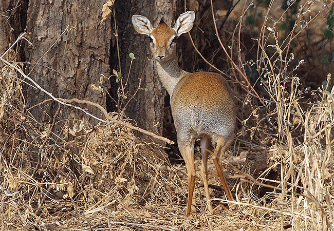 selenkay-conservancy-amboseli-national-park-dik-dik Selenkay Conservancy Amboseli National Park Kenya Safari