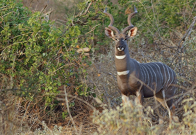 selenkay-conservancy-amboseli-national-park-lesser-kudu-medium-sized-bushland-antelope Selenkay Conservancy Amboseli National Park Kenya Safari