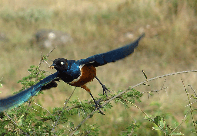 selenkay-conservancy-amboseli-national-park-superb-starling-in-flight Selenkay Conservancy Amboseli National Park Kenya Safari