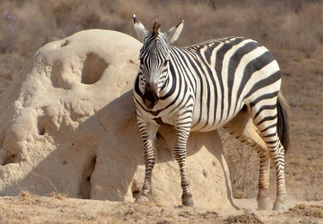 selenkay-conservancy-amboseli-national-park-zebra-on-a-trmite-mound Selenkay Conservancy Amboseli National Park Kenya Safari