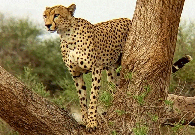 selenkay-conservancy-cheetah Selenkay Conservancy
