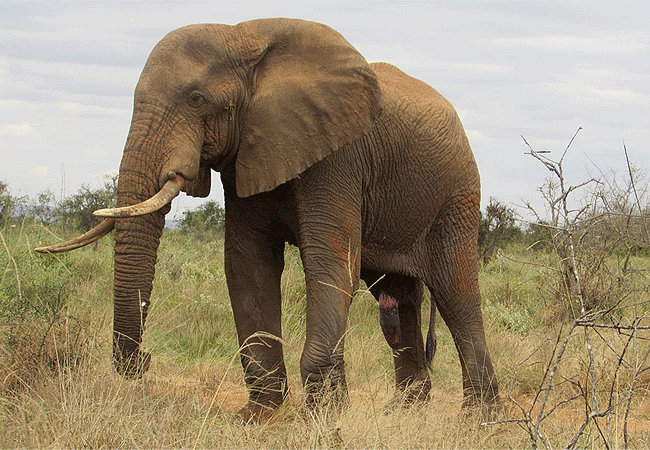 selenkay-onservancy-elephant Selenkay Conservancy
