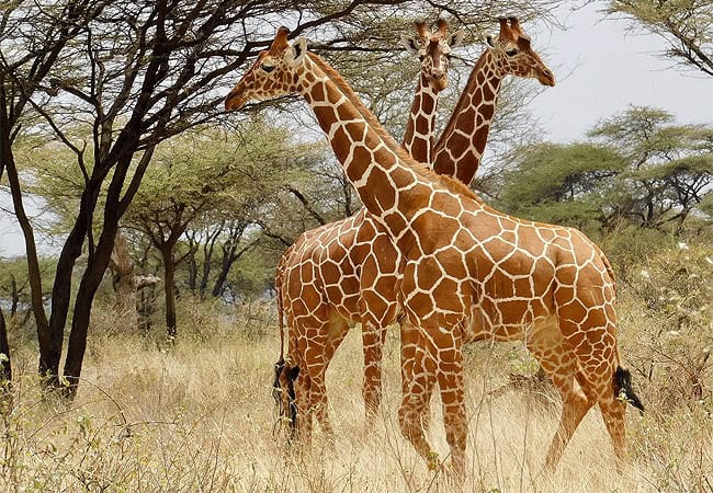 3-days-2-nights-elephant-bedroom-camp-fly-in-safari-samburu-game-reserve-reticulated-giraffe 3 Days 2 Nights Elephant Bedroom Camp Fly-in Safari