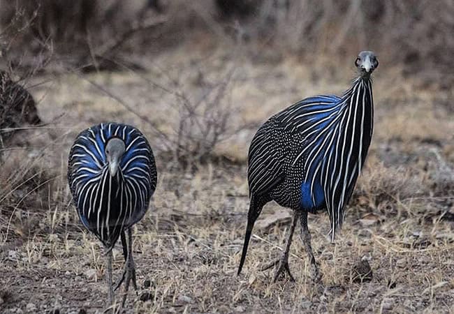 3-days-2-nights-elephant-bedroom-camp-fly-in-safari-samburu-national-reserve-helmeted-guineafowl 3 Days 2 Nights Elephant Bedroom Camp Fly-in Safari