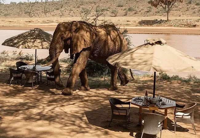3-days-2-nights-elephant-bedroom-camp-fly-in-safari-takes you-to-a-luxury-tented-camp-offering-14-exclusive-tents-a-central-dining-room-lounge-and-bar 3 Days 2 Nights Elephant Bedroom Camp Fly-in Safari