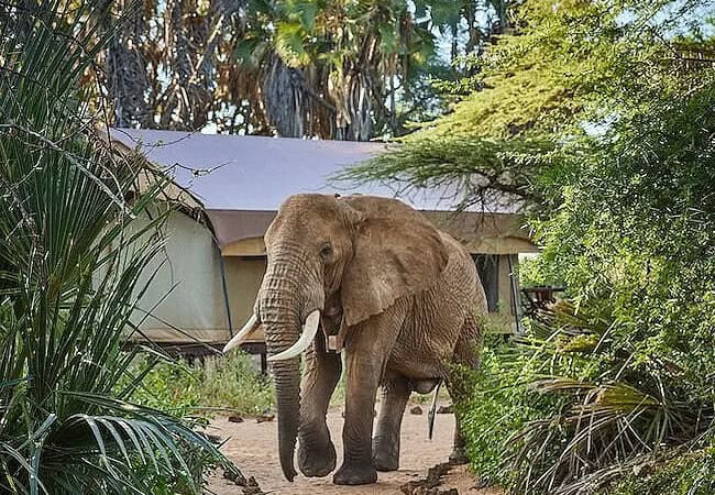 3-days-2-nights-elephant-bedroom-camp-fly-in-safari-where-the-elephants-literally-come-to-your-tent 3 Days 2 Nights Elephant Bedroom Camp Fly-in Safari