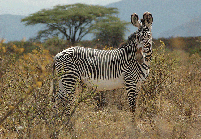 3-days-2-nights-samburu-ashnil-camp-fly-in-safari-game-drives-in-buffalo-springs-or-samburu-national-reserve-wildlife-include-gerenuk-grevys-zebra-somali-ostrich-beisa-oryx-reticulated-giraffe 3 Days 2 Nights Samburu Ashnil Camp Fly in- safari