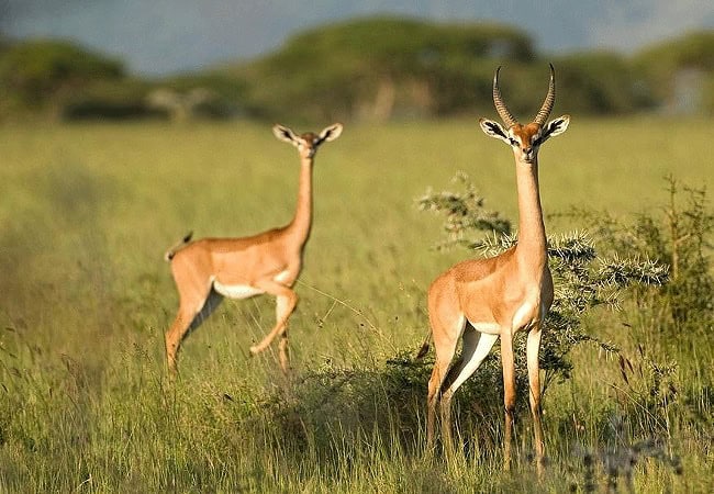 4-day-fly-in-safari-saruni-basecamp-samburu-kalama-conservancy-gerenuk-antelope 4 Day Fly-in Safari Saruni Basecamp Samburu Kalama Conservancy