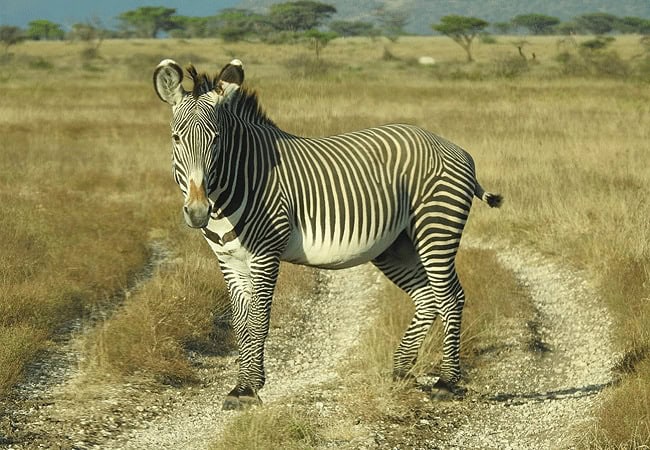 4-day-fly-in-safari-saruni-basecamp-samburu-kalama-conservancy-grevy-zebra 4 Day Fly-in Safari Saruni Basecamp Samburu Kalama Conservancy