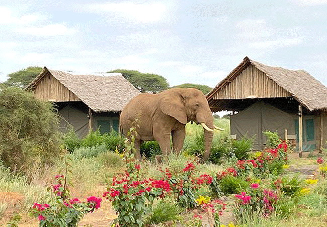 amboseli-discovery-camp-sits-between-amboseli-national -park-and-the-legendary-mt-kilimanjaro Amboseli Discovery Camp | Amboseli National Park | Prices & Activities