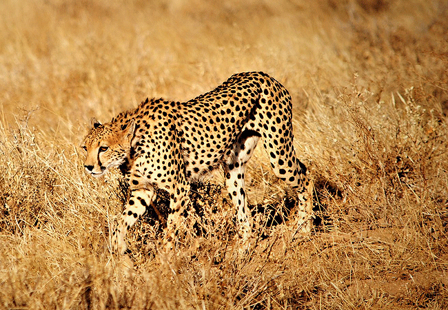 elephant-watch-camp-samburu-cheetah 3 Day Samburu Fly-in Safari Elephant Watch Camp