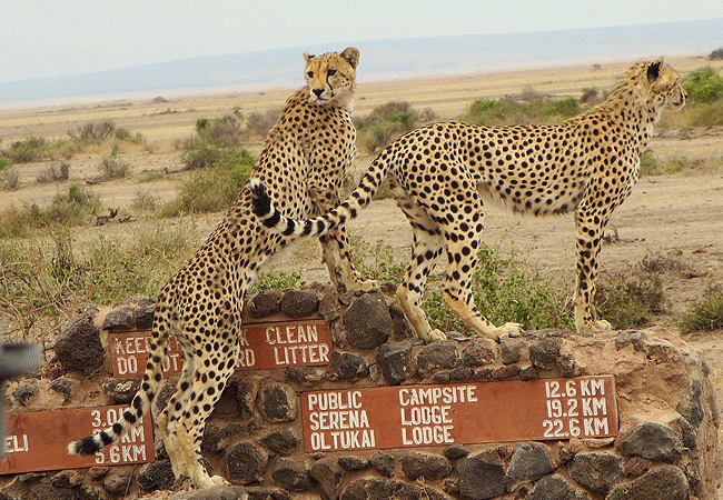 elewana-tortilis-camp-family-tent-amboseli-national-park-cheetahs Elewana Tortilis Camp Family Tent Amboseli National Park Kenya