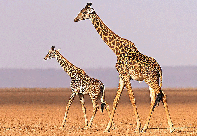 elewana-tortilis-camp-family-tent-amboseli-national-park-giraffes-on-the dry-lake-amboseli Elewana Tortilis Camp Family Tent Amboseli National Park Kenya