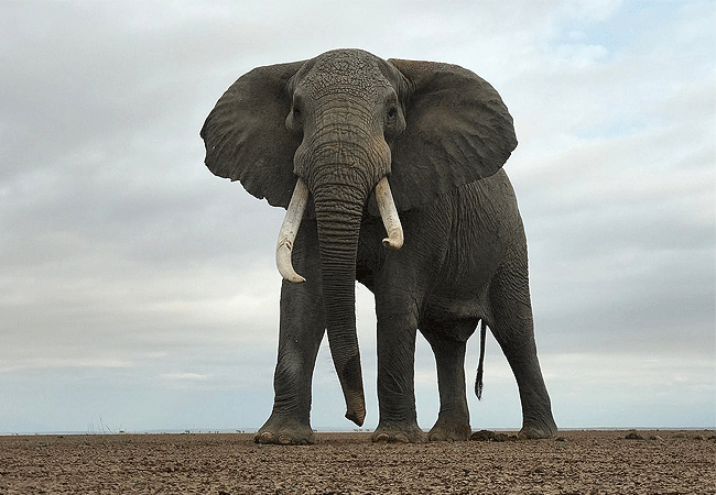 elewana-tortilis-camp-family-tent-amboseli-national-park-is-home-to-one-housand-elephant-vast-herds-of-wildebeest-lion-and-more-than-300-species-of-birds Elewana Tortilis Camp Family Tent Amboseli National Park Kenya