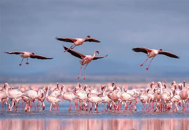 Elewana Tortilis Camp Private House Amboseli National Park