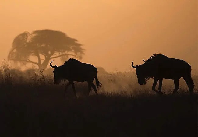 Elewana Tortilis Camp Private House Amboseli National Park