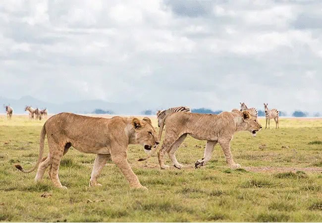 Elewana Tortilis Camp Private House Amboseli National Park