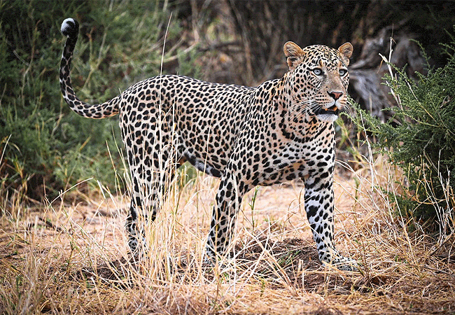 kalama-community-wildlife-conservancy-conservancy-is-home-to-elephant-leopard-lion-and-a-variety-of-bird-species Kalama Community Wildlife Conservancy