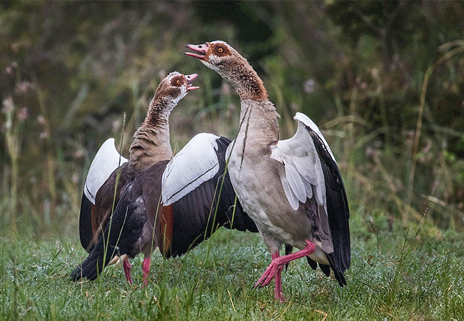 kalama-community-wildlife-conservancy-egyptian-goose Kalama Community Wildlife Conservancy