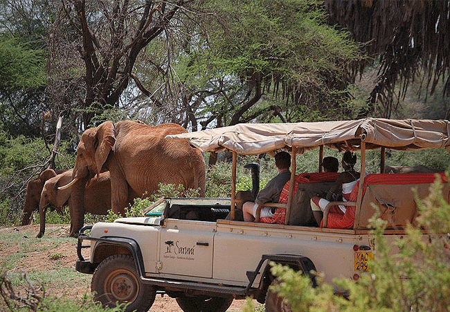 kalama-community-wildlife-conservancy-game-drives Kalama Community Wildlife Conservancy