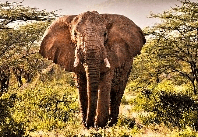 kalama-community-wildlife-conservancy-is-a-crucial-migratory corridor-for-elephants-and-is-home-to-the-samburu-special-five Kalama Community Wildlife Conservancy