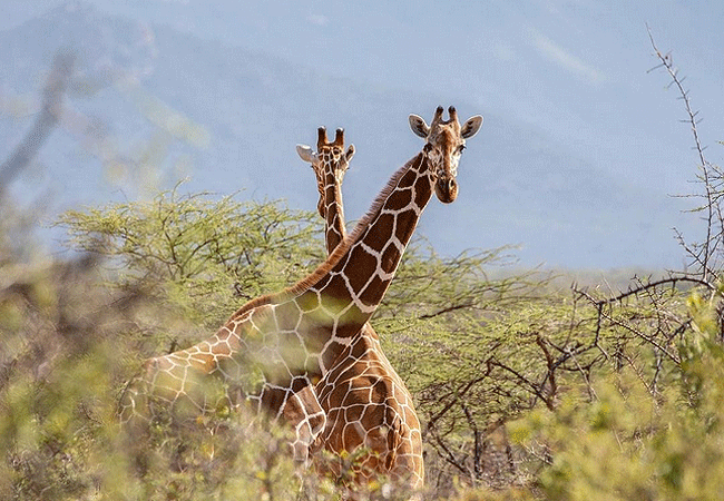 kalama-community-wildlife-conservancy-is-home-to-elephants-reticulated giraffes-beisa-oryx-lions-grevy-zebras-wild-dogs-gerenuk-and-the-reticulated-giraffe Kalama Community Wildlife Conservancy