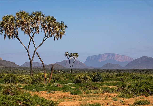 kalama-community-wildlife-conservancy-is-owned-by-the-samburu-people-and-is-a-vital-wildlife-corridor-that-enables-the-free-movement-of-wildlife-migrating-between-samburu-and-marsabit. Kalama Community Wildlife Conservancy