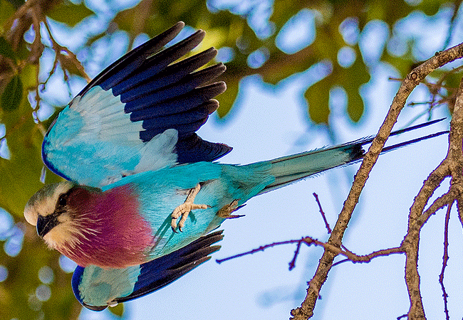 kalama-community-wildlife-conservancy-lilac-breasted-roller Kalama Community Wildlife Conservancy