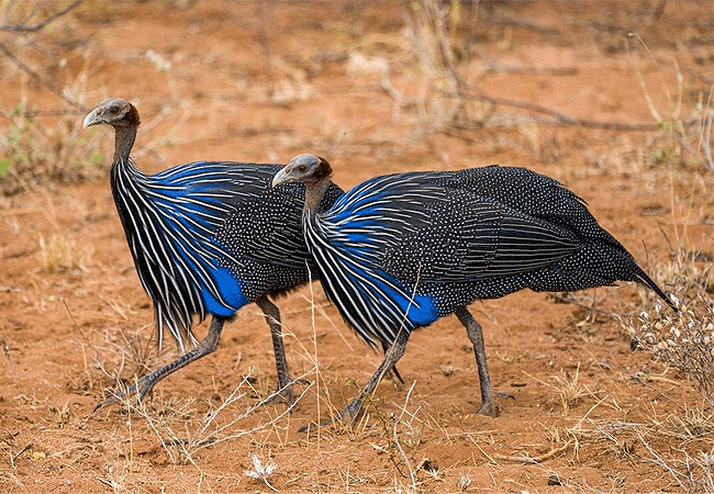 kalama-community-wildlife-conservancy-vulturine-guinea-fowl Kalama Community Wildlife Conservancy
