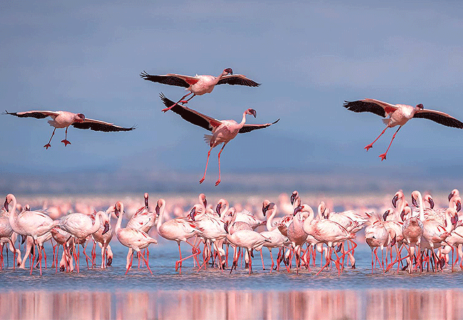 kitirua-conservancy-attracts-flamingos-due-to-the-swampy-marshy-areas-within-the-amboseli-ecosystem Kitirua Conservancy Amboseli Eco-system Kenya Safaris