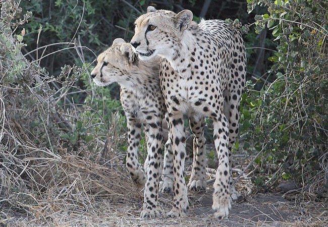 kitirua-conservancy-cheetahs Kitirua Conservancy Amboseli Eco-system Kenya Safaris