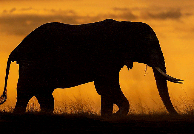 kitirua-conservancy-elephant-at-dawn Kitirua Conservancy Amboseli Eco-system Kenya Safaris